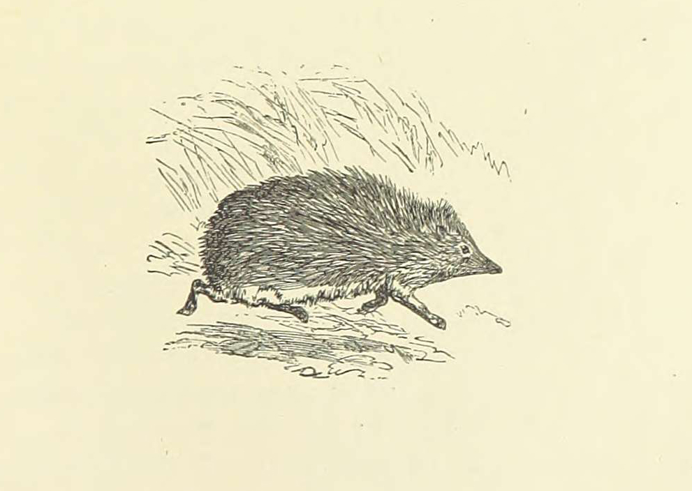 hedgehog from Eileen Aroon p 127