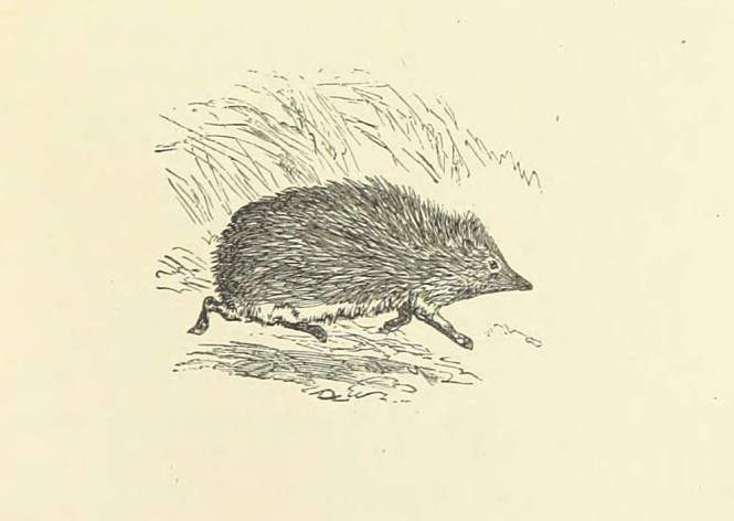 hedgehog from Eileen Aroon p 127